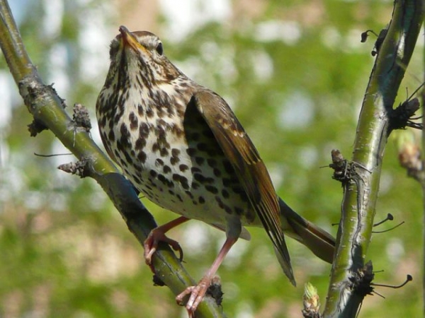 Риск эпидемии птичьего гриппа в Крыму