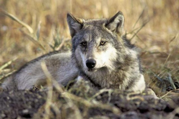 Крымские фермеры жалуются на степных волков – им помогут вертолетчики