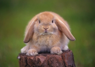 Юные поэты Крыма побывали в гостях у кролика