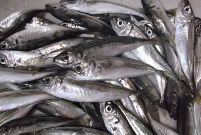400 кг свежевыловленной черноморской ставриды уничтожили в Крыму