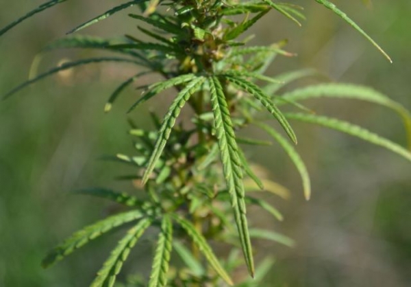 Братья занимались выращиванием конопли