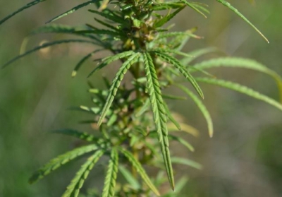 Братья занимались выращиванием конопли