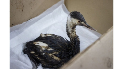 В Керчь в течение трех дней привезли 97 птиц, пострадавших от мазута