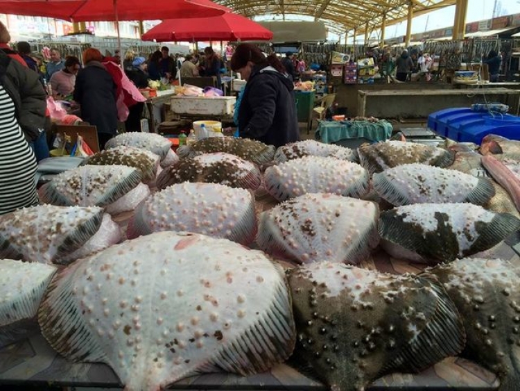 Запрет на ловлю черноморской камбалы-калкана – удастся ли спасти исчезающую рыбу?