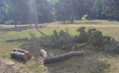 В Симферопольском парке массово вырубают деревья