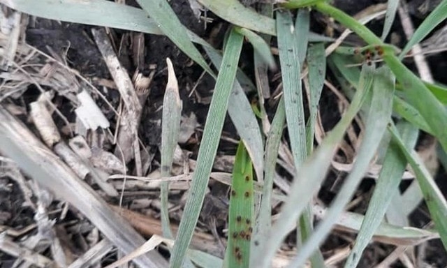 Озимые культуры в Крыму атакует зимний клещ