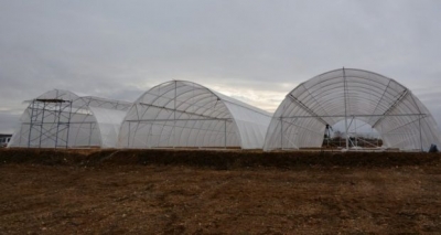 Возле аэропорта «Бельбек» будут выращивать клубнику