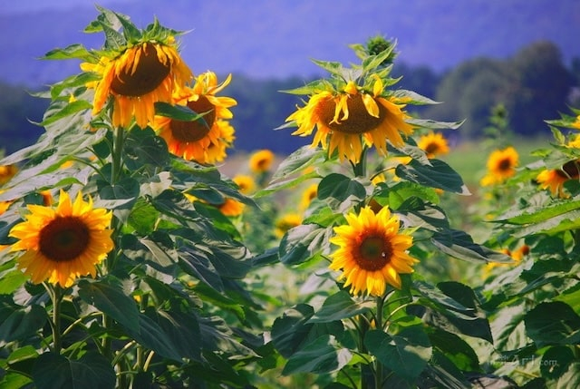 Крым может остаться без собственного меда – пчеловодство под угрозой
