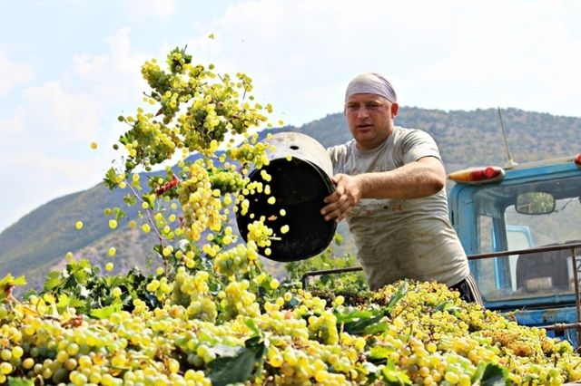 В четырех районах Крыма завершился сбор винограда