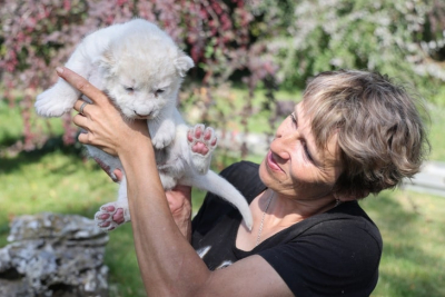 Очередной скандал в парке «Тайган» - возобновлено следствие по делу о гибели сотрудницы