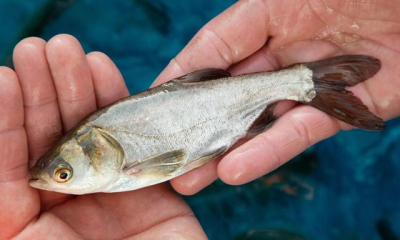 В Симферопольское водохранилище выпущена первая партия мальков