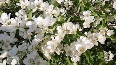 Крымские сады выдержали мартовские заморозки – прогнозы для урожая хорошие