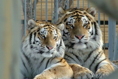 Директор «Тайгана» заморозил в Крыму все свои проекты