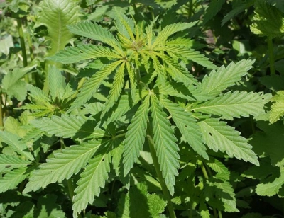 Дачник разводил коноплю на своем садовом участке