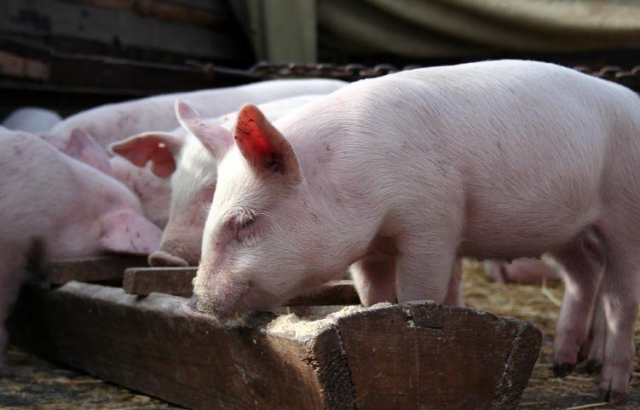 В Крыму обнаружили 78 незарегистрированных фермерских хозяйства