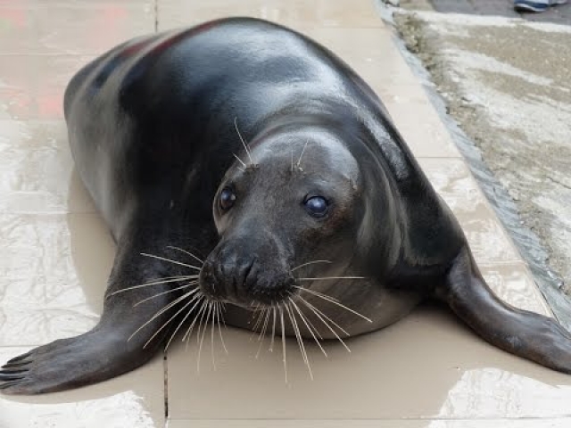 В парке «Тайган» расстались со своим питомцем