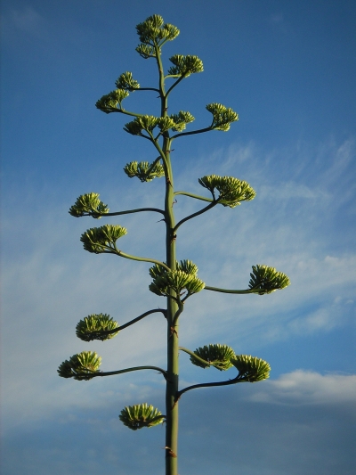 В Никитском саду умирая, расцвела американская агава