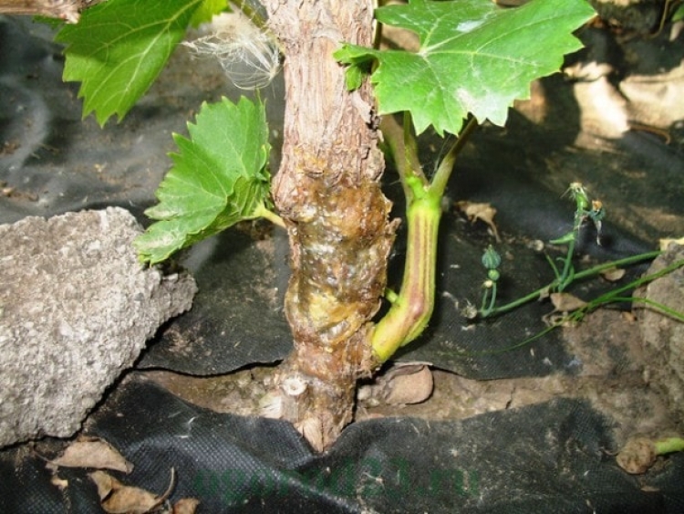 Из Италии в Крым отправили больные саженцы винограда