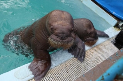 Ялтинский дельфинарий лишится морских животных