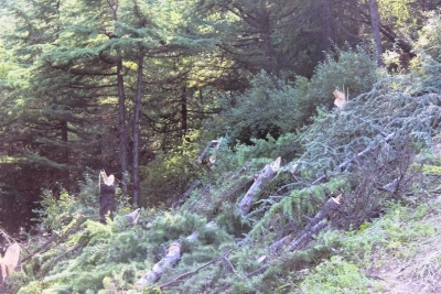 Жители Гурзуфа добились своего – стройка фитоцентра остановлена, ею занялась прокуратура