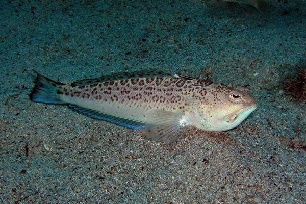 Еще один отдыхающий столкнулся с опасной рыбой