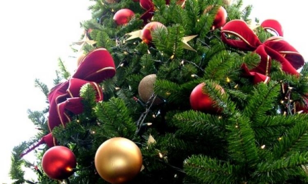 В Крым не хотят пускать контрабандные елки из Украины