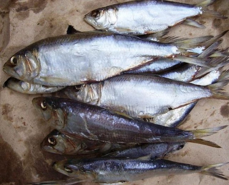 Керченская селедка осталась в Азовском море