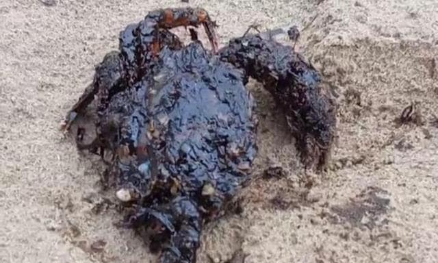 На Черноморском побережье появились мертвые крабы, покрытые мазутом