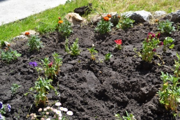 Проекту «Алушта – это город роз» помешали сами жители Алушты