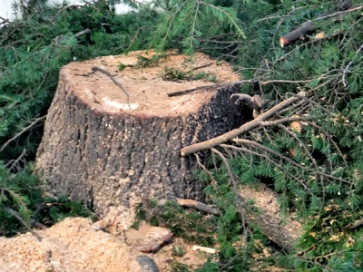 Ливанские кедры снова мешают администрации Симферополя