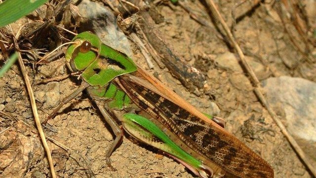 Марокканская саранча атакует Крымский полуостров