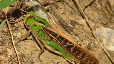 Марокканская саранча атакует Крымский полуостров