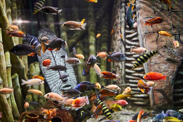 Уникальный музей-аквариум в Севастополе оказался на грани банкротства