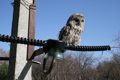 Для предотвращения птичьего блэкаута в Крыму ежегодно выделяют около 2,5 млн руб.