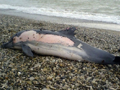 Гибелью дельфина заинтересовалась Керченская природоохранная прокуратура