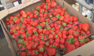 В Крыму дорожает клубника, высокие цены ожидаются и на другие ягоды и фрукты