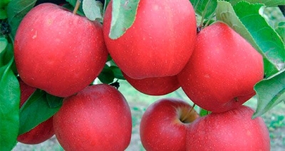 Крымские яблоки будут собирать голландские машины?