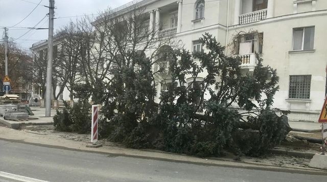 Севастопольцев возмущает массовое уничтожение деревьев в городе