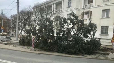 Севастопольцев возмущает массовое уничтожение деревьев в городе