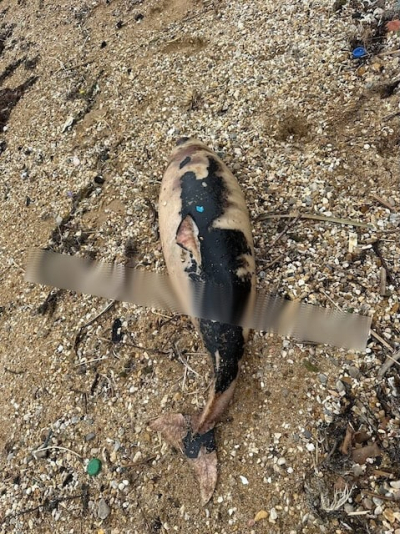 В Севастополе на пляже Учкуевка к берегу прибило тело дельфина, испачканное мазутом