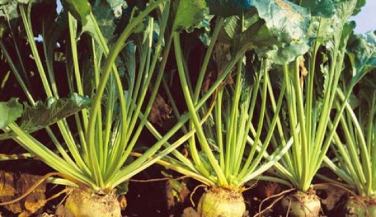 В Крыму намерены выращивать семена сахарной свеклы для всей России