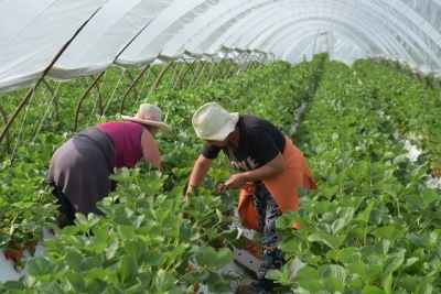 В Крым пришли китайские инвесторы – что ждет местных производителей?