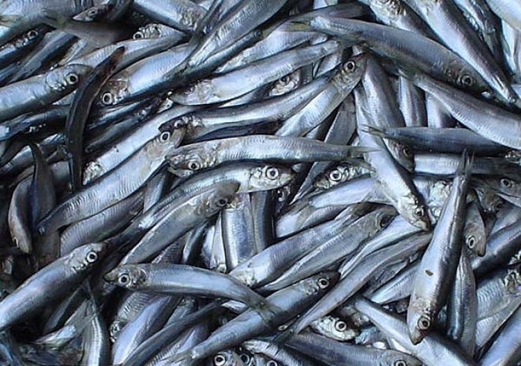 Рыболовный промысел Грузии ждут проблемы из-за Крымского моста