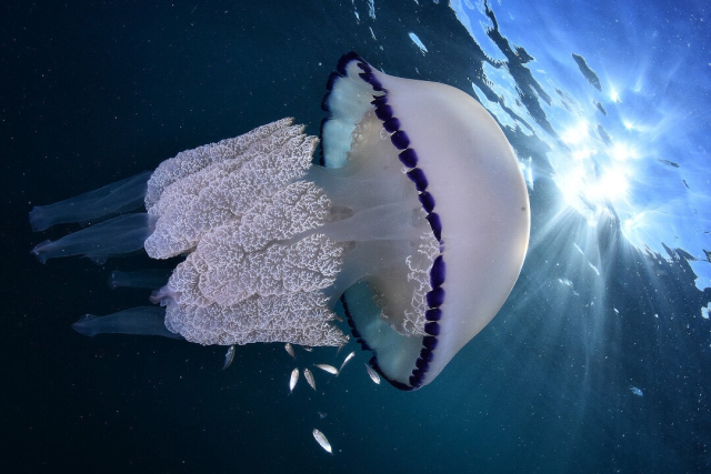 Ученые запатентовали необычный крем - с экстрактом медузы