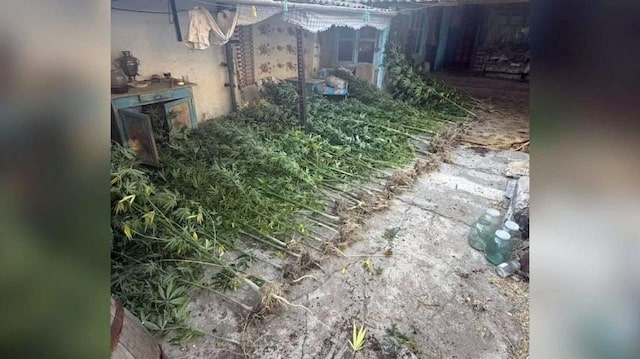 Более девяноста кустов конопли изъяли сотрудники полиции у жителя Бахчисарайского района