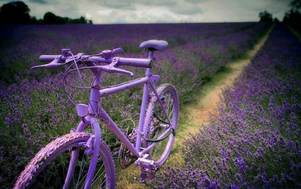 Горная лаванда в Алуште стала хозяйкой нового фестиваля