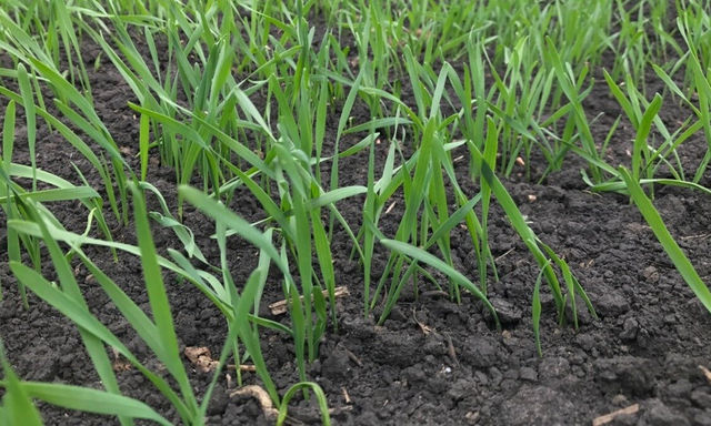 Урожай зерновых культур в Крыму ожидается небольшим