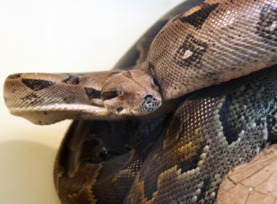 Голодный удав «бродит» по Евпатории