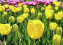 В Никитском ботаническом саду готовятся к параду тюльпанов