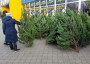 Новогодние елки в Крыму подорожали в 3 раза